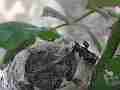 Allens Hummingbird chick resting with buzzy hen nearby Cat.#V14975, 1920x1080 H.264/AVC/AVCHD(.MTS), 13 sec. at 30fps 