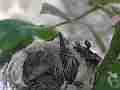 Allens Hummingbird chick resting Cat.#V14979, 1920x1080 H.264/AVC/AVCHD(.MTS), 14 sec. at 30fps 