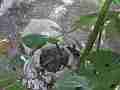 Allens Hummingbird chick resting (wide angle) Cat.#V14982, 1920x1080 H.264/AVC/AVCHD(.MTS), 19 sec. at 30fps 