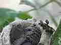 Allens Hummingbird chick resting Cat.#V14988, 1920x1080 H.264/AVC/AVCHD(.MTS), 17 sec. at 30fps 