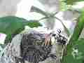Allens Hummingbird chick resting Cat.#V14990, 1920x1080 H.264/AVC/AVCHD(.MTS), 17 sec. at 30fps 