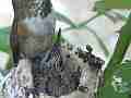 Allens Hummingbird hen with chick and fly-off Cat.#V14995, 1920x1080 H.264/AVC/AVCHD(.MTS), 13 sec. at 30fps 