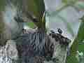 Allens Hummingbird chick feeding close-up with fly-off Cat.#V14998, 1920x1080 H.264/AVC/AVCHD(.MTS), 18 sec. at 30fps 
