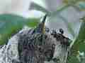 Allens Hummingbird chick licking squirming Cat.#V15000, 1920x1080 H.264/AVC/AVCHD(.MTS), 13 sec. at 30fps 