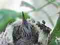 Allens Hummingbird chick resting Cat.#V15005, 1920x1080 H.264/AVC/AVCHD(.MTS), 8 sec. at 30fps 