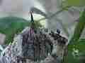 Allens Hummingbird chick squirming stretching scratching Cat.#V15009, 1920x1080 H.264/AVC/AVCHD(.MTS), 28 sec. at 30fps 