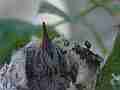 Allens Hummingbird chick licking Cat.#V15014, 1920x1080 H.264/AVC/AVCHD(.MTS), 13 sec. at 30fps 