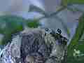 Allens Hummingbird chick squirming stretching face view Cat.#V15023, 1920x1080 H.264/AVC/AVCHD(.MTS), 26 sec. at 30fps 