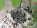 Allens Hummingbird Chick resting looking around Cat.#V15077, 1920x1080 H.264/AVC/AVCHD(.MTS), 14 sec. at 30fps 