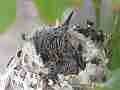 Allens Hummingbird Chick resting Cat.#V15078, 1920x1080 H.264/AVC/AVCHD(.MTS), 8 sec. at 30fps 