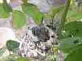 Allens Hummingbird Chick moving around Cat.#V15080, 1920x1080 H.264/AVC/AVCHD(.MTS), 10 sec. at 30fps 