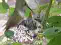 Allens Hummingbird Chick feeding with zoom-out Cat.#V15081, 1920x1080 H.264/AVC/AVCHD(.MTS), 25 sec. at 30fps 