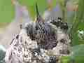 Allens Hummingbird Chick looking around blinking Cat.#V15084, 1920x1080 H.264/AVC/AVCHD(.MTS), 9 sec. at 30fps 