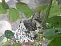Allens Hummingbird Chick resting wide angle Cat.#V15091, 1920x1080 H.264/AVC/AVCHD(.MTS), 28 sec. at 30fps 