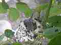 Allens Hummingbird Chick moving around pooping Cat.#V15092, 1920x1080 H.264/AVC/AVCHD(.MTS), 17 sec. at 30fps 