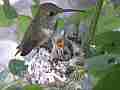 Allens Hummingbird fly-in feeding fly-off Cat.#V15097, 1920x1080 H.264/AVC/AVCHD(.MTS), 17 sec. at 30fps 
