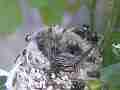 Allens Hummingbird Chick moving around too zoomed Cat.#V15100, 1920x1080 H.264/AVC/AVCHD(.MTS), 19 sec. at 30fps 