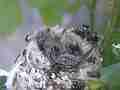 Allens Hummingbird Chick moving around licking Cat.#V15101, 1920x1080 H.264/AVC/AVCHD(.MTS), 11 sec. at 30fps 