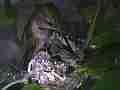 Allens Hummingbird Chick chick feeding at dusk and fly-off Cat.#V15107, 1920x1080 H.264/AVC/AVCHD(.MTS), 26 sec. at 30fps 