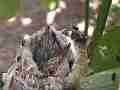 Allens Hummingbird Chick licking zoomed Cat.#V15126, 1920x1080 H.264/AVC/AVCHD(.MTS), 13 sec. at 30fps 
