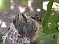 Allens Hummingbird Chick flapping a lot Cat.#V15129, 1920x1080 H.264/AVC/AVCHD(.MTS), 68 sec. at 30fps 