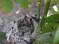 Allens Hummingbird Chick resting with hen shirping off camera Cat.#V15134, 1920x1080 H.264/AVC/AVCHD(.MTS), 7 sec. at 30fps 