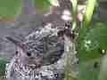 Allens Hummingbird Chick squirming licking Cat.#V15139, 1920x1080 H.264/AVC/AVCHD(.MTS), 12 sec. at 30fps 