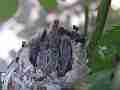 Allens Hummingbird Chick preening Cat.#V15153, 1920x1080 H.264/AVC/AVCHD(.MTS), 26 sec. at 30fps 