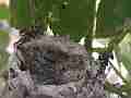 Allens Hummingbird Chick resting Cat.#V15159, 1920x1080 H.264/AVC/AVCHD(.MTS), 18 sec. at 30fps 
