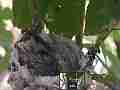 Allens Hummingbird Chick stretching preening Cat.#V15162, 1920x1080 H.264/AVC/AVCHD(.MTS), 26 sec. at 30fps 