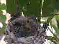 Allens Hummingbird Chick stretching preening Cat.#V15163, 1920x1080 H.264/AVC/AVCHD(.MTS), 30 sec. at 30fps 