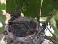 Allens Hummingbird Chick preening resting Cat.#V15164, 1920x1080 H.264/AVC/AVCHD(.MTS), 15 sec. at 30fps 