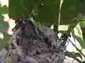 Allens Hummingbird Chick stretching Cat.#V15167, 1920x1080 H.264/AVC/AVCHD(.MTS), 10 sec. at 30fps 