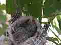 Allens Hummingbird Chick preening turning looking around Cat.#V15169, 1920x1080 H.264/AVC/AVCHD(.MTS), 13 sec. at 30fps 