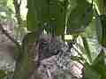 Allens Hummingbird Fly-in feed and fly-off Cat.#V15175, 1920x1080 H.264/AVC/AVCHD(.MTS), 24 sec. at 30fps 
