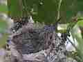 Allens Hummingbird Chick poop and stretch Cat.#V15176, 1920x1080 H.264/AVC/AVCHD(.MTS), 18 sec. at 30fps 