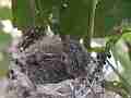 Allens Hummingbird Chick resting licking Cat.#V15180, 1920x1080 H.264/AVC/AVCHD(.MTS), 18 sec. at 30fps 