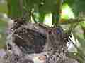 Allens Hummingbird Chick stretching preening Cat.#V15186, 1920x1080 H.264/AVC/AVCHD(.MTS), 46 sec. at 30fps 