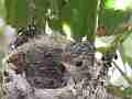 Allens Hummingbird Chick preening Cat.#V15191, 1920x1080 H.264/AVC/AVCHD(.MTS), 21 sec. at 30fps 