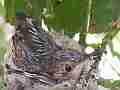 Allens Hummingbird Chick stretching preening flapping oom out Cat.#V15192, 1920x1080 H.264/AVC/AVCHD(.MTS), 60 sec. at 30fps 
