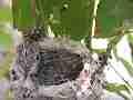 Allens Hummingbird Chick preening Cat.#V15200, 1920x1080 H.264/AVC/AVCHD(.MTS), 23 sec. at 30fps 
