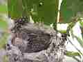 Allens Hummingbird Chick resting Cat.#V15201, 1920x1080 H.264/AVC/AVCHD(.MTS), 12 sec. at 30fps 