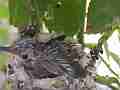 Allens Hummingbird Chick stretching Cat.#V15204, 1920x1080 H.264/AVC/AVCHD(.MTS), 17 sec. at 30fps 