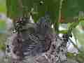 Allens Hummingbird Chick stretching preening Cat.#V15205, 1920x1080 H.264/AVC/AVCHD(.MTS), 23 sec. at 30fps 