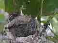 Allens Hummingbird Chick squirming around Cat.#V15207, 1920x1080 H.264/AVC/AVCHD(.MTS), 13 sec. at 30fps 