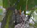 Allens Hummingbird Fly-in feed fly-off Cat.#V15210, 1920x1080 H.264/AVC/AVCHD(.MTS), 18 sec. at 30fps 