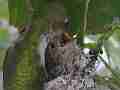 Allens Hummingbird feeding zoom out fly-off Cat.#V15214, 1920x1080 H.264/AVC/AVCHD(.MTS), 10 sec. at 30fps 