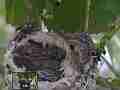 Allens Hummingbird Chick preening Cat.#V15217, 1920x1080 H.264/AVC/AVCHD(.MTS), 35 sec. at 30fps 