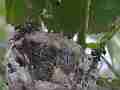 Allens Hummingbird Chick scratching Cat.#V15219, 1920x1080 H.264/AVC/AVCHD(.MTS), 11 sec. at 30fps 