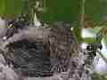 Allens Hummingbird Chick preening Cat.#V15223, 1920x1080 H.264/AVC/AVCHD(.MTS), 15 sec. at 30fps 